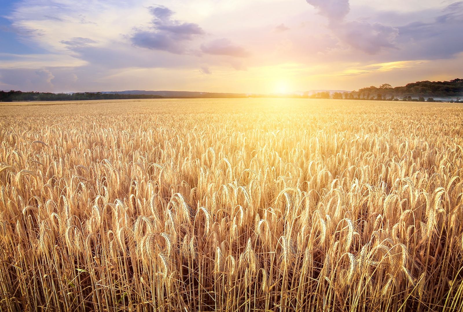 Nutrients and fiber are lost during the processing of wheat.